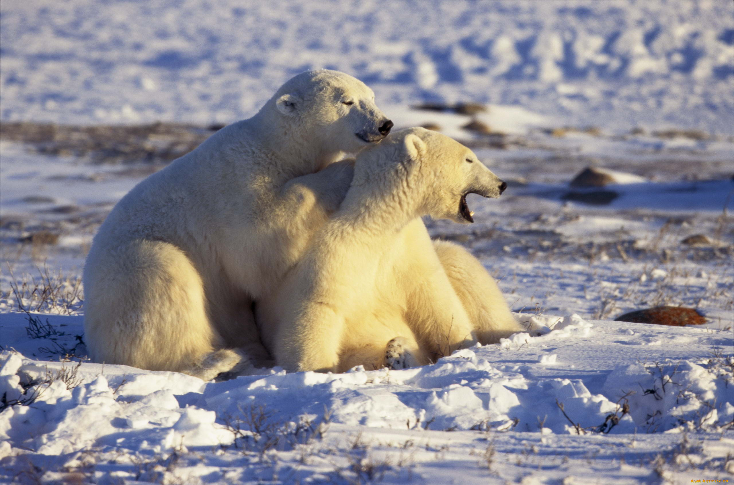 Животные Арктики белый медведь